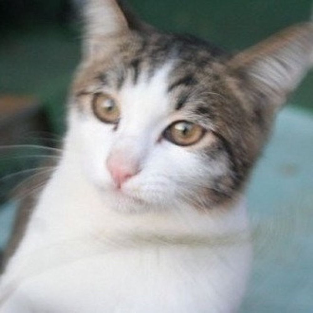 ねこえんぷ