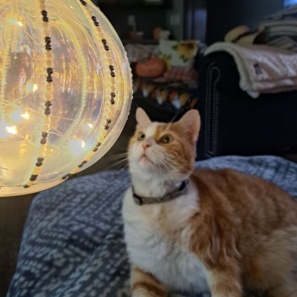 heavensbutcher.bsky.social