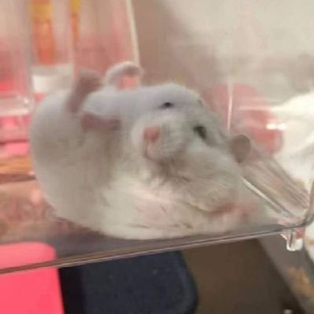 🐁땃쥐스🐁