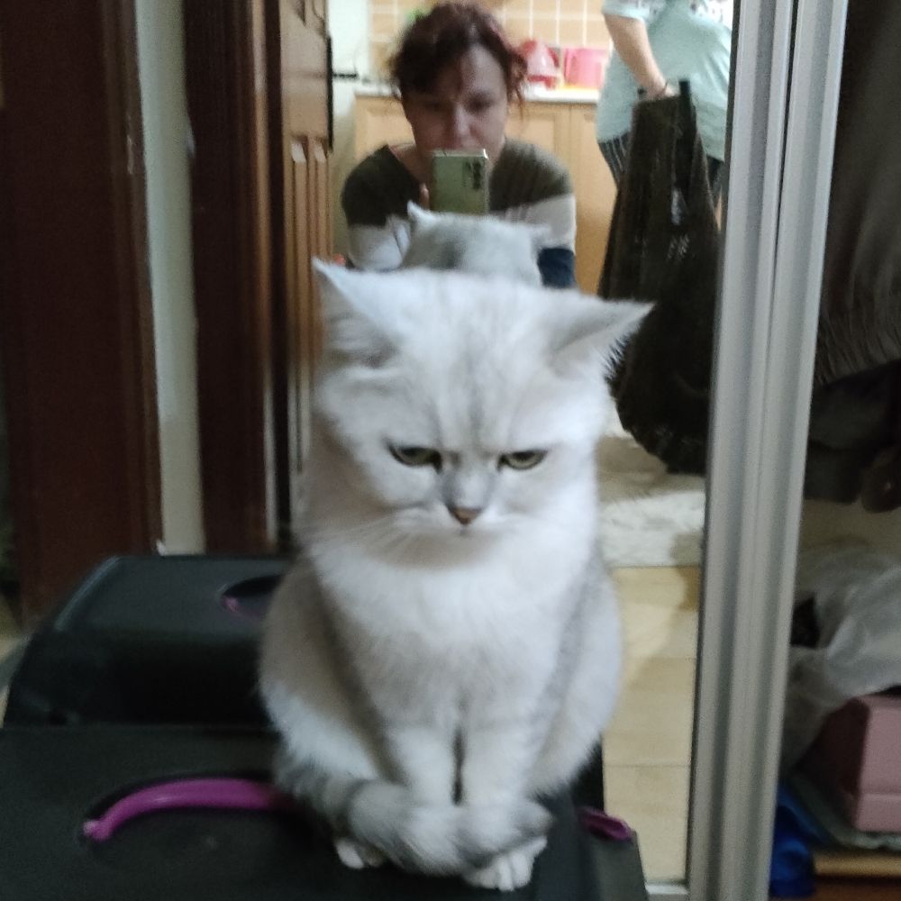 Melek