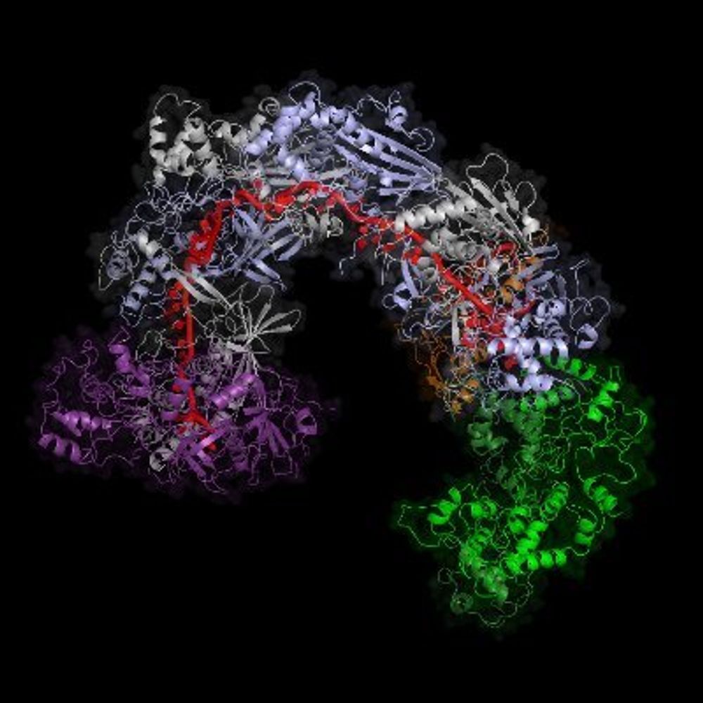 Sternberg Lab