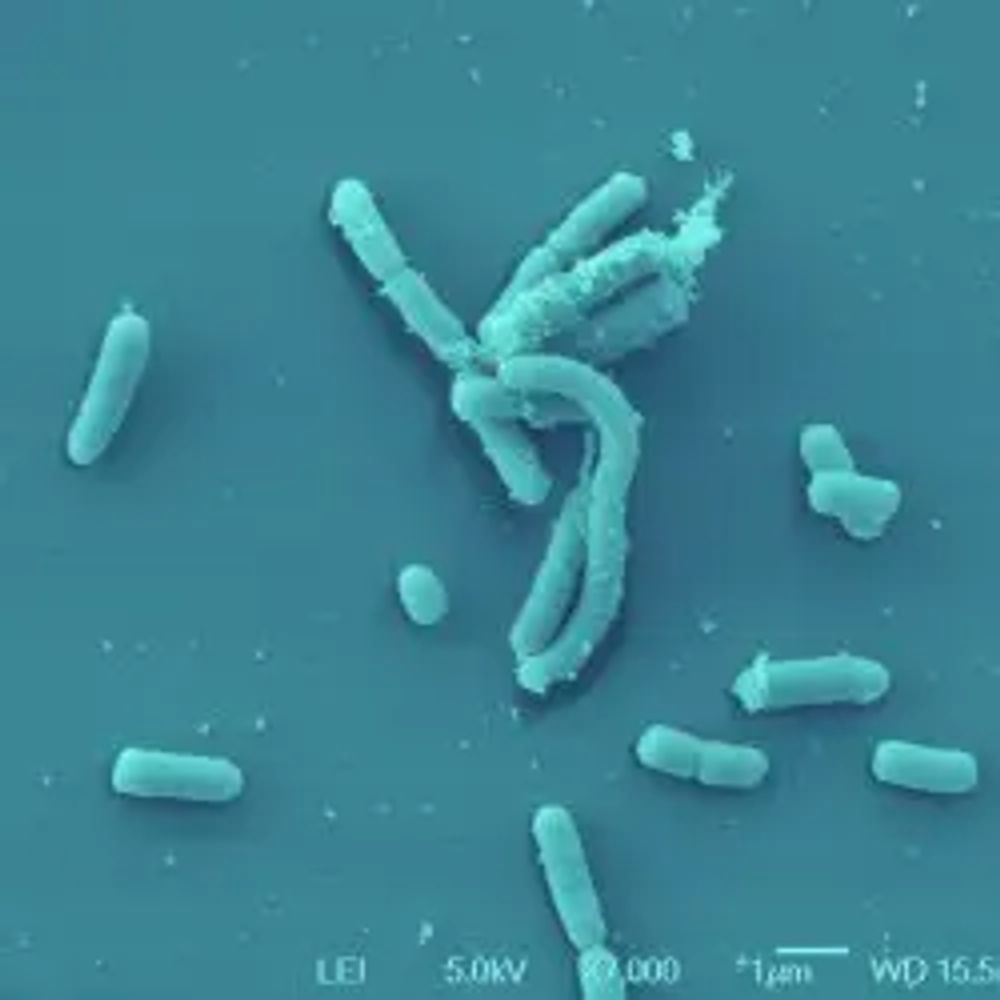 Yersinia Research Unit