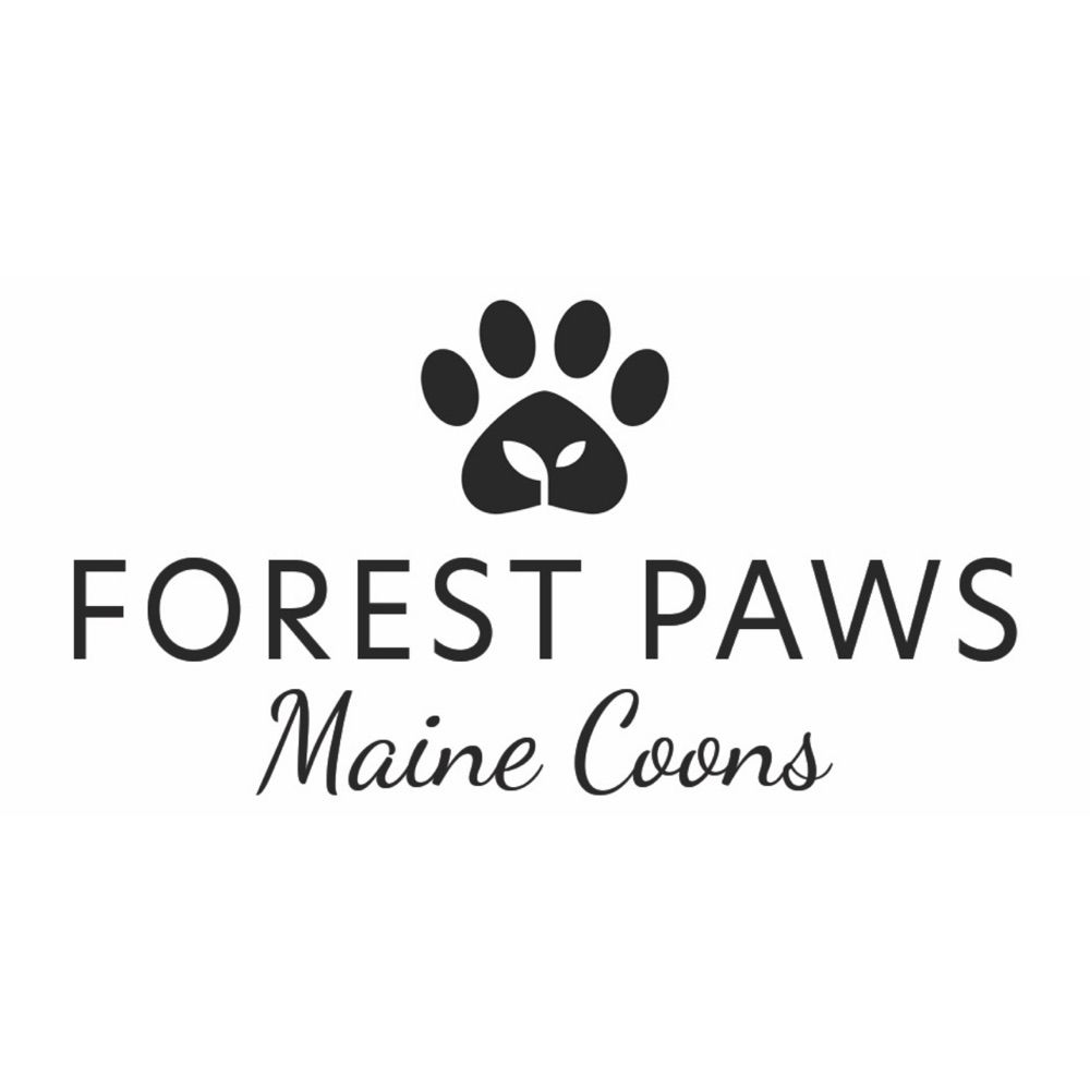 Forest Paws Maine Coons