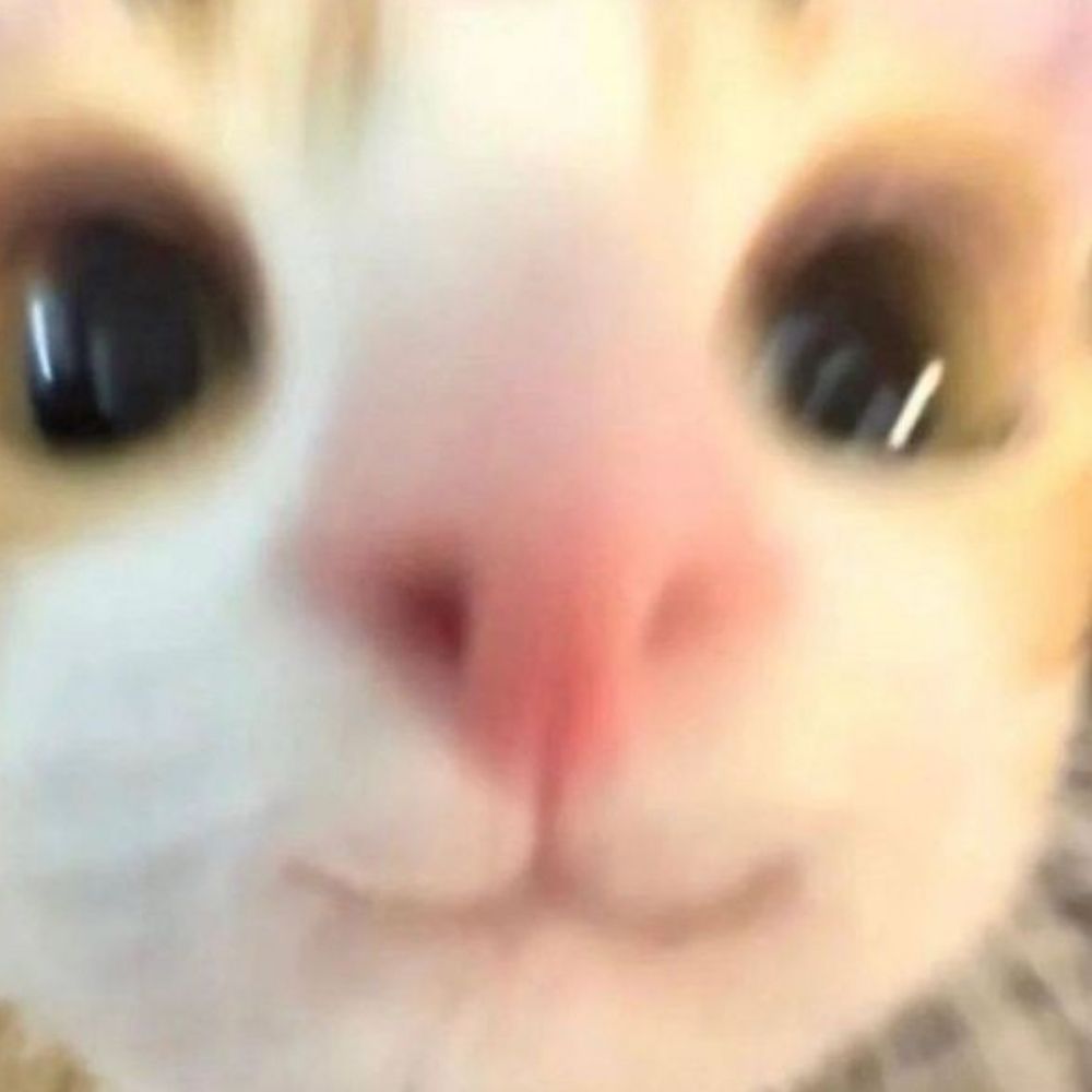 catarina
