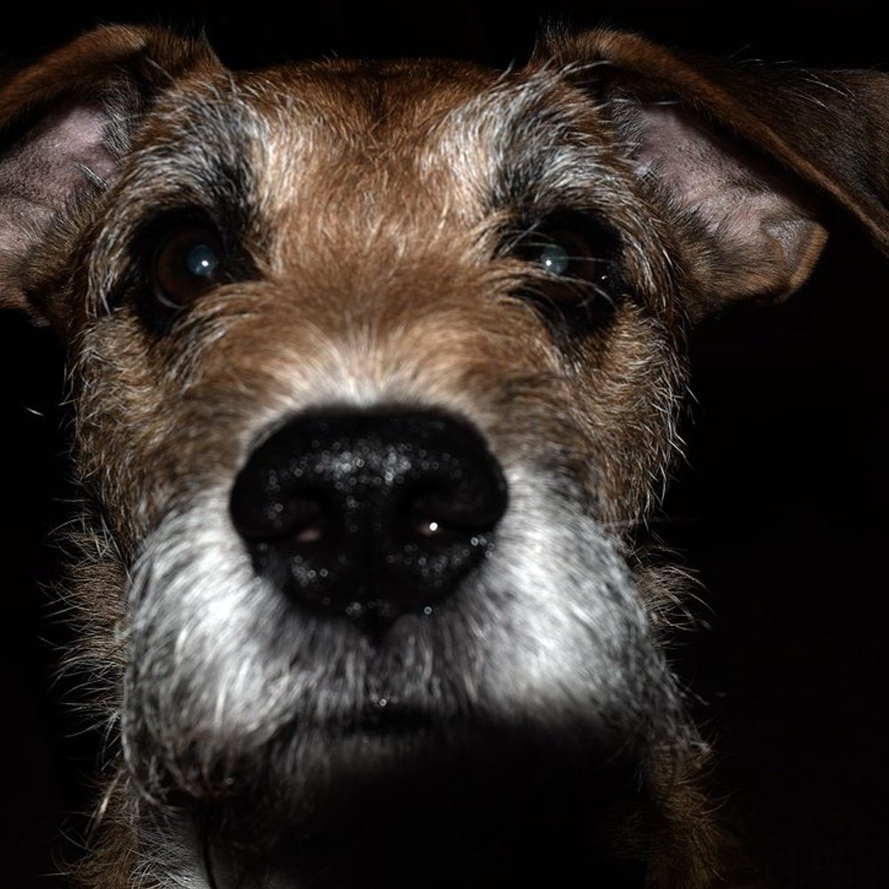 Profile picture weegingerdug.bsky.social