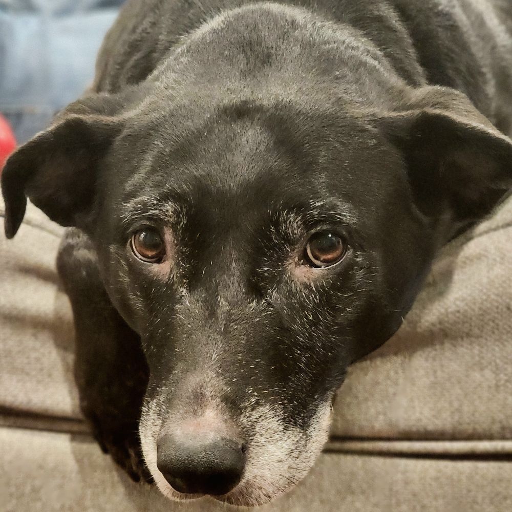 doggo