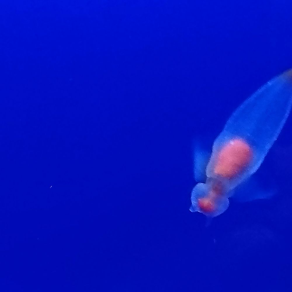 エンヂ