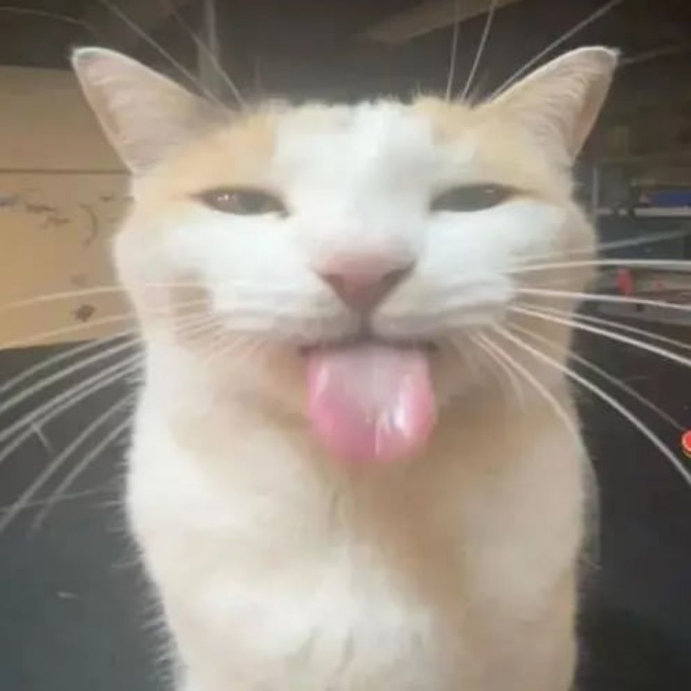 meowkittiesss on twitter