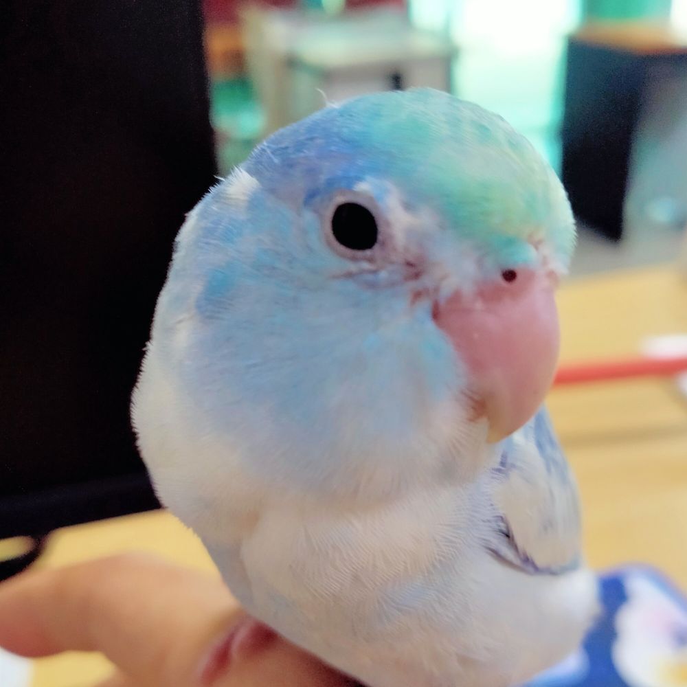 Vista For Fluff