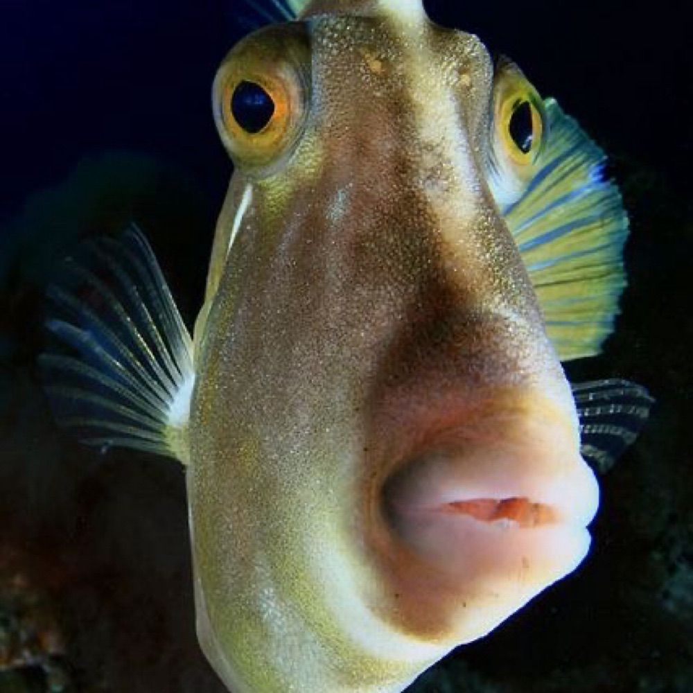 peixe que não existe 