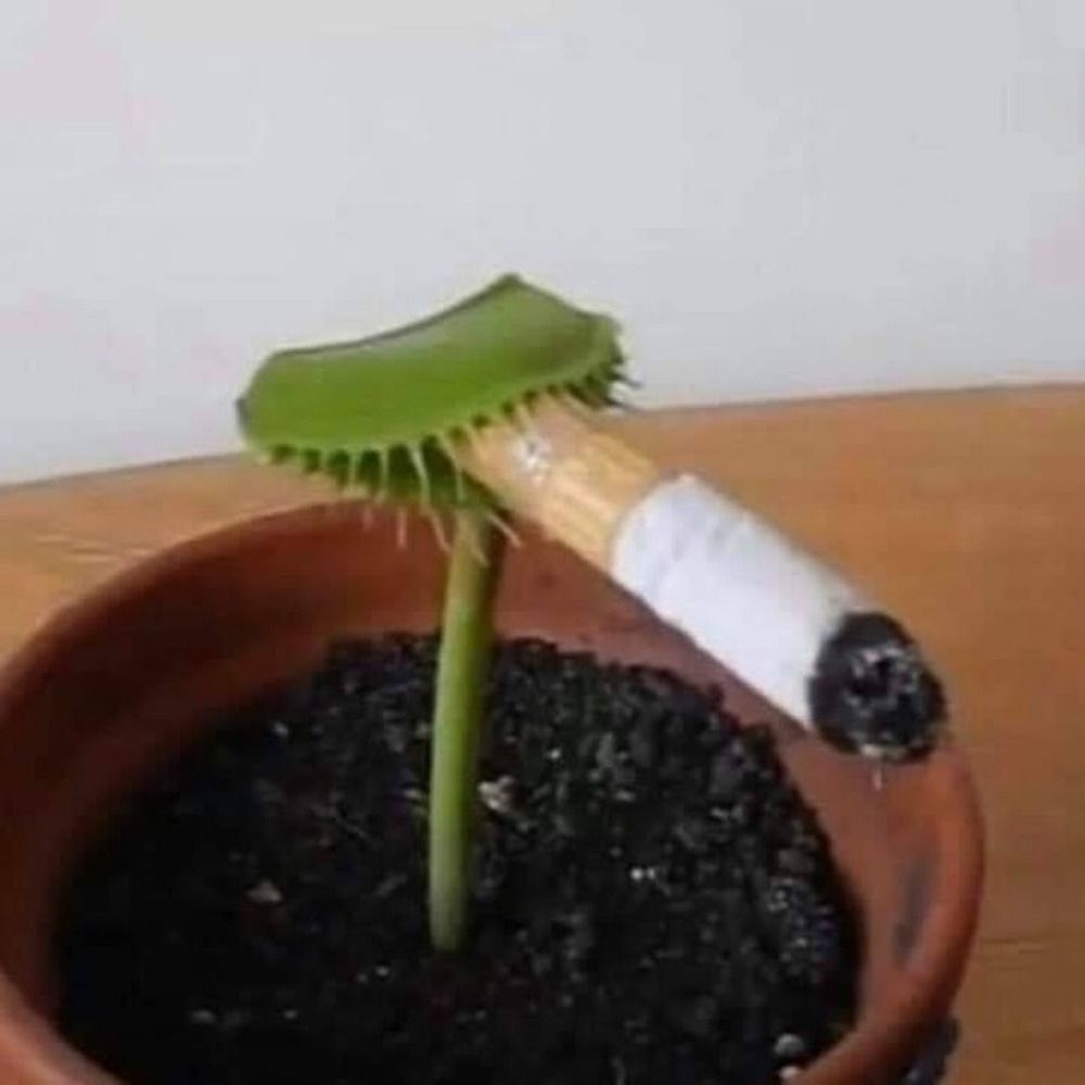Vapourium