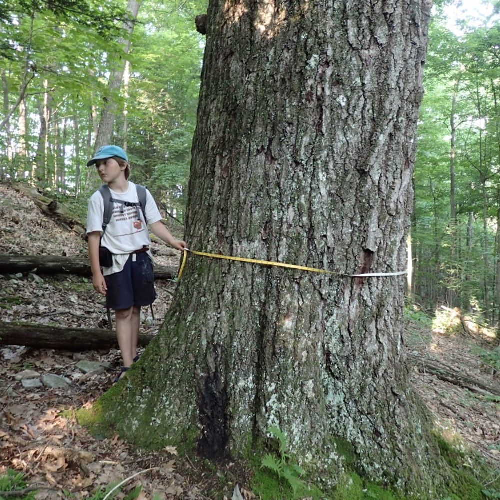 Speak For The Trees Too