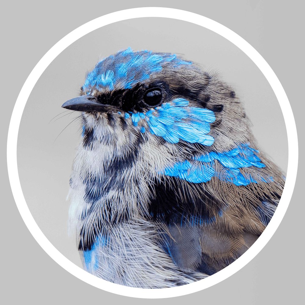 Superb Fairywren