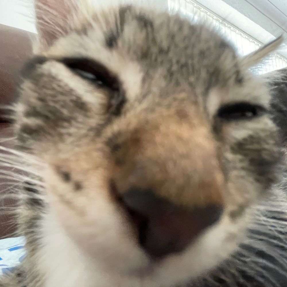 MwshCat