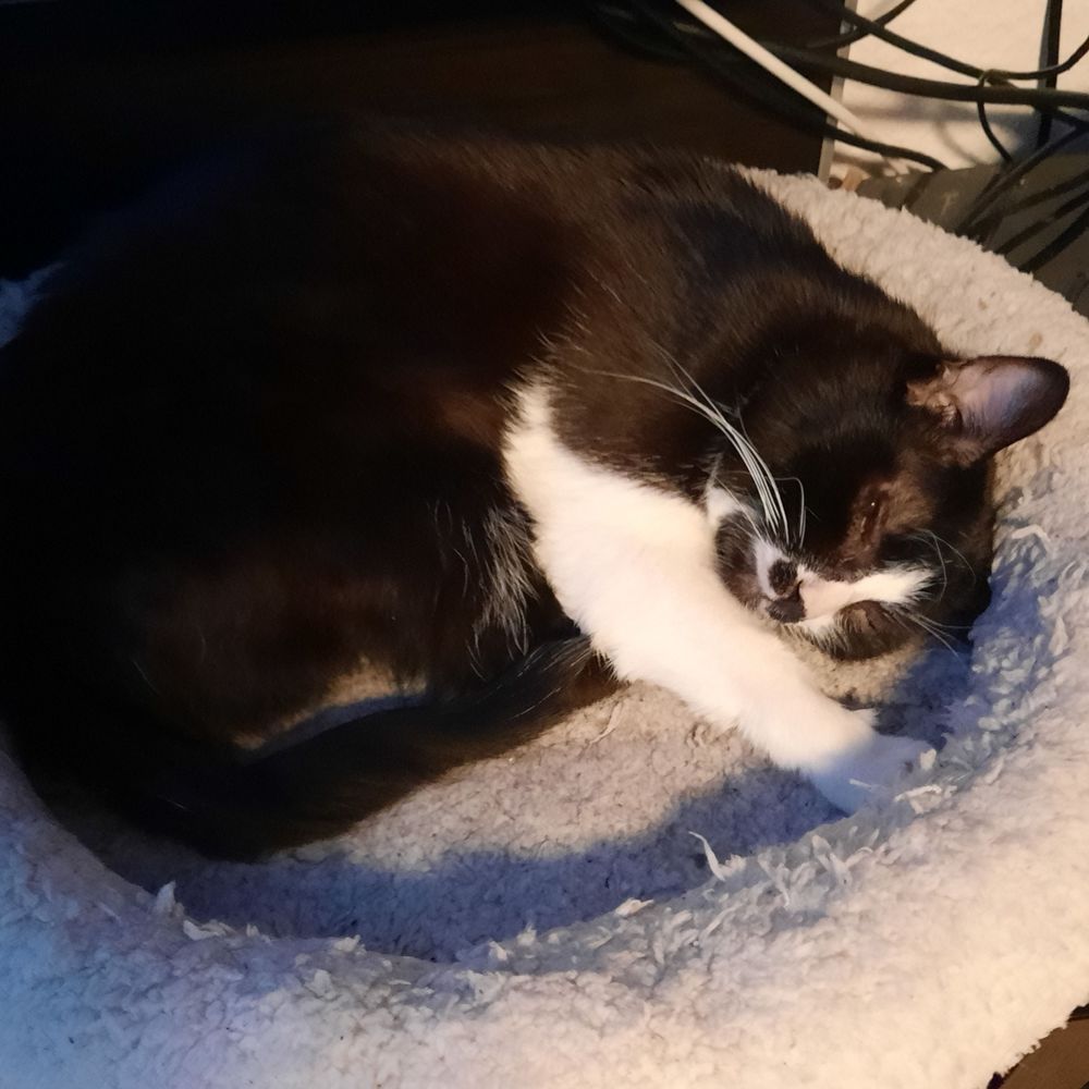 BladeCat23.bsky.social