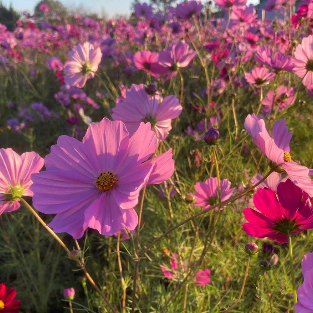 伊知花