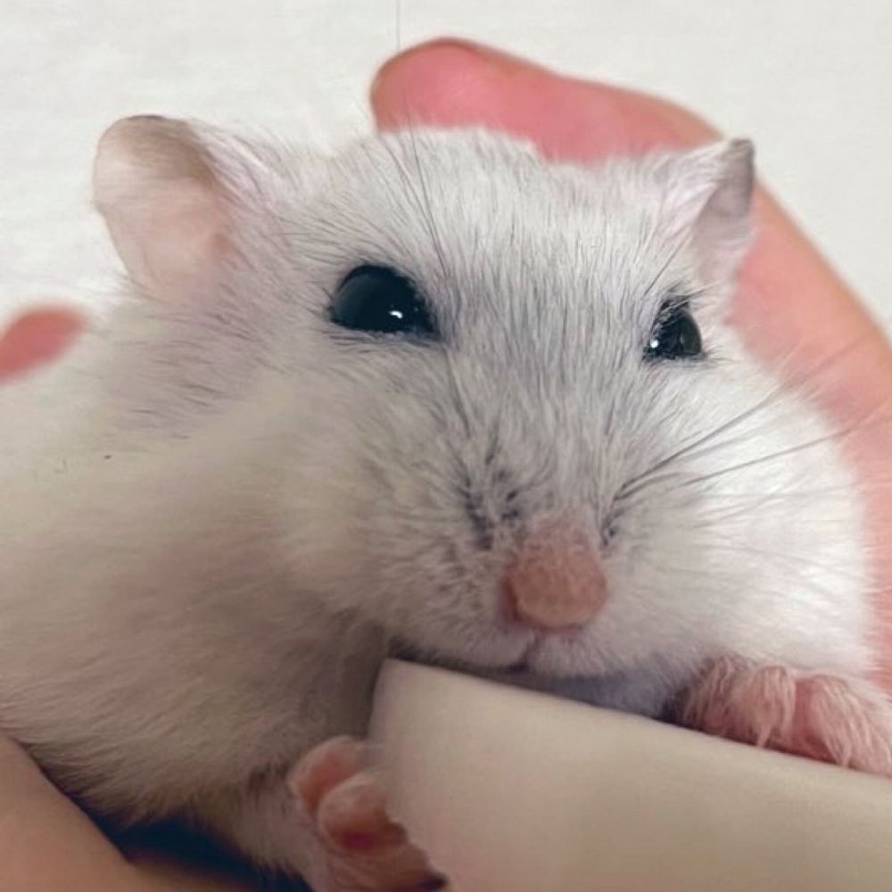 なまこちゃん