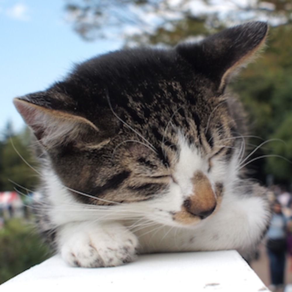かんぱぱ
