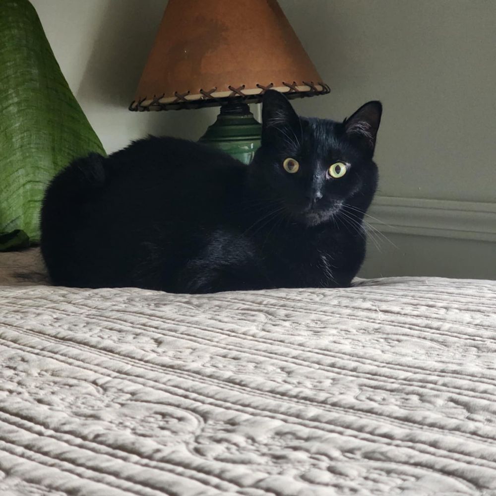 DuchessJean🐈‍⬛