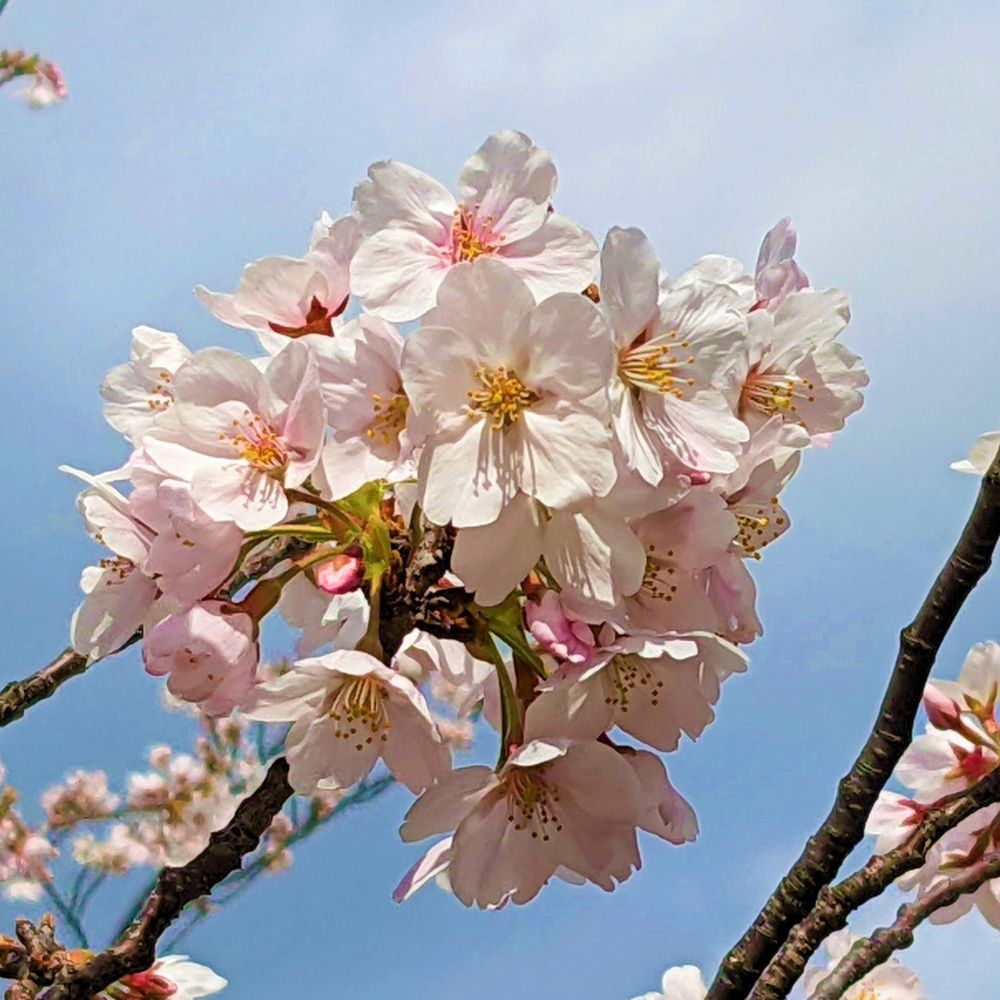 ひき桜代表さん