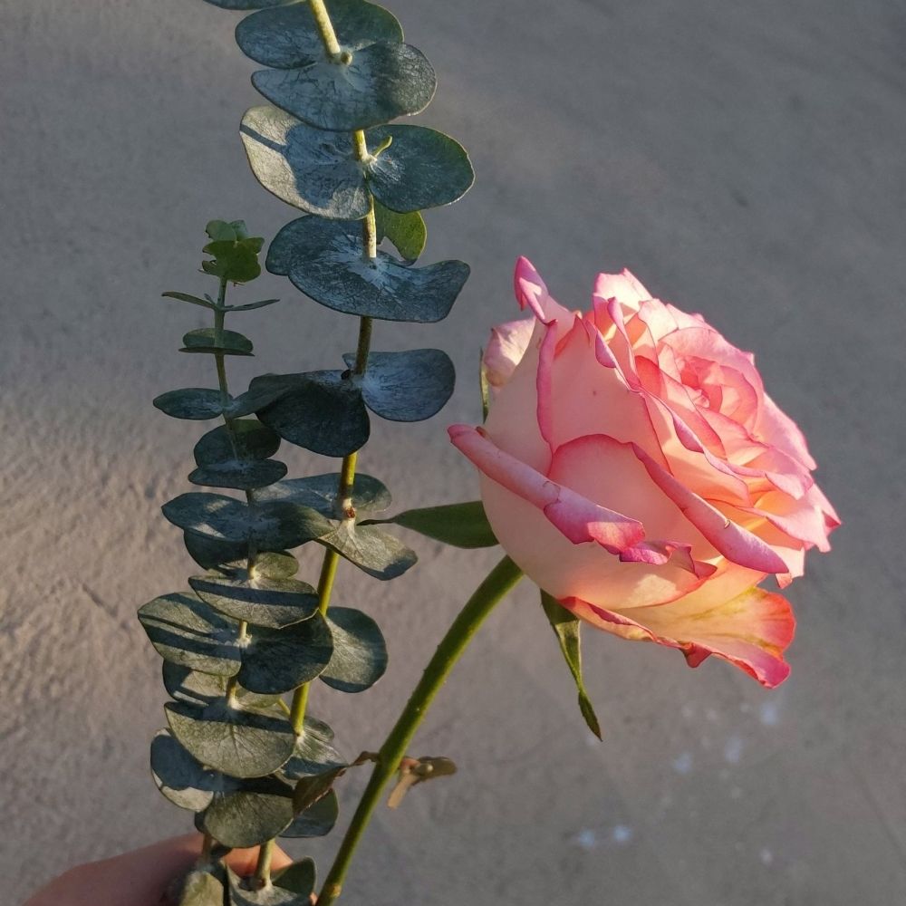 𝐇 𝐮 𝐫 𝐭
