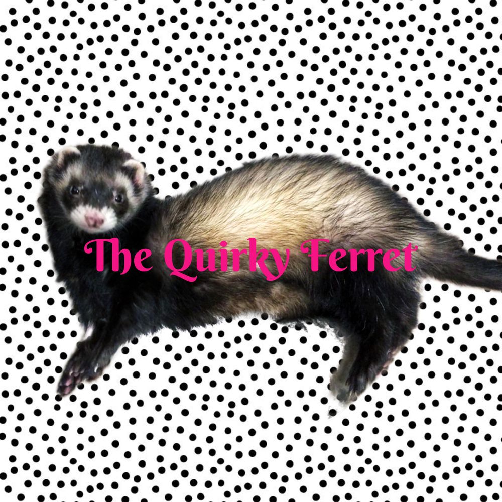 The Quirky Ferret