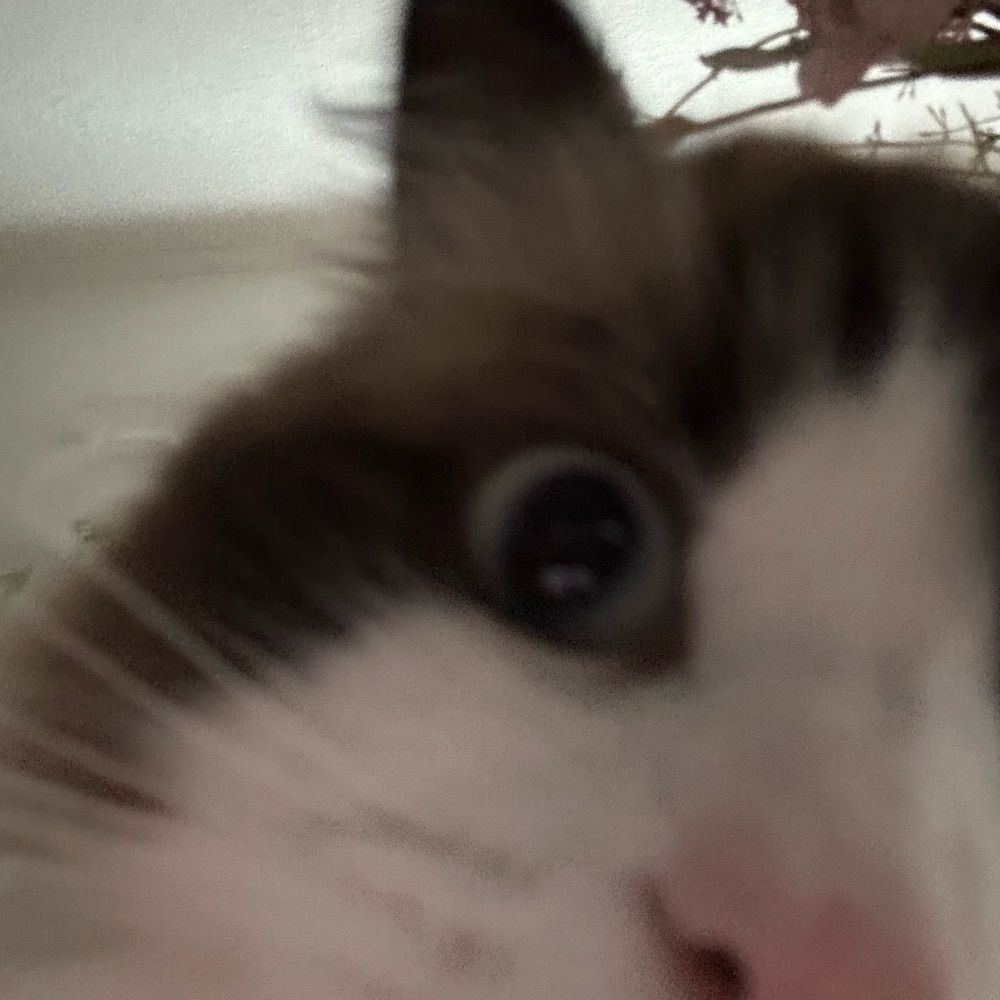 Mellie