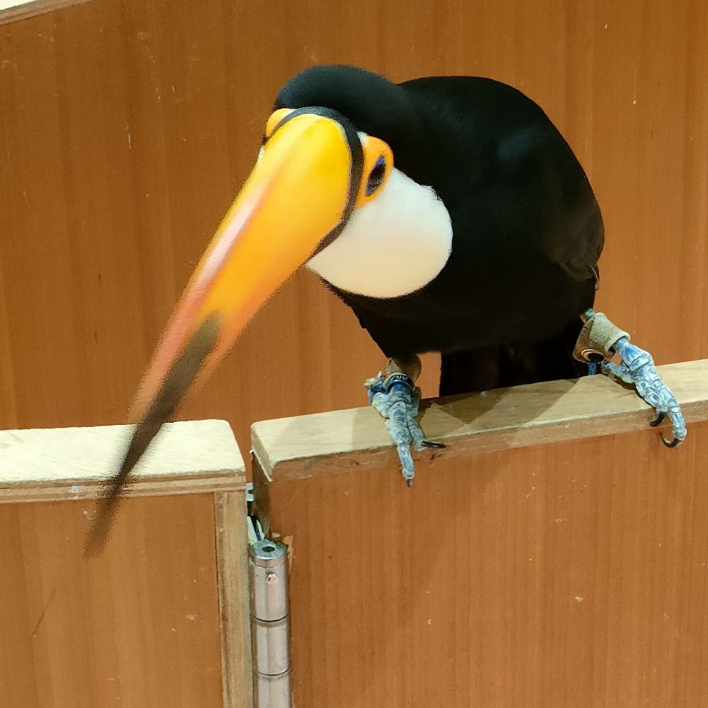 アラキリ
