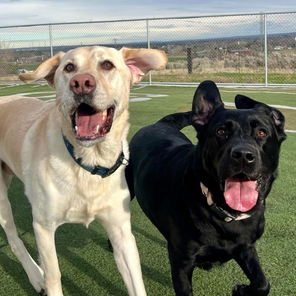 Bogey and Birdie