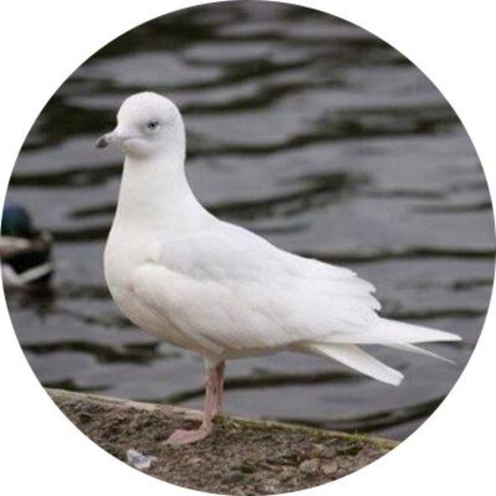 Caithness Birds 🐦‍⬛ 