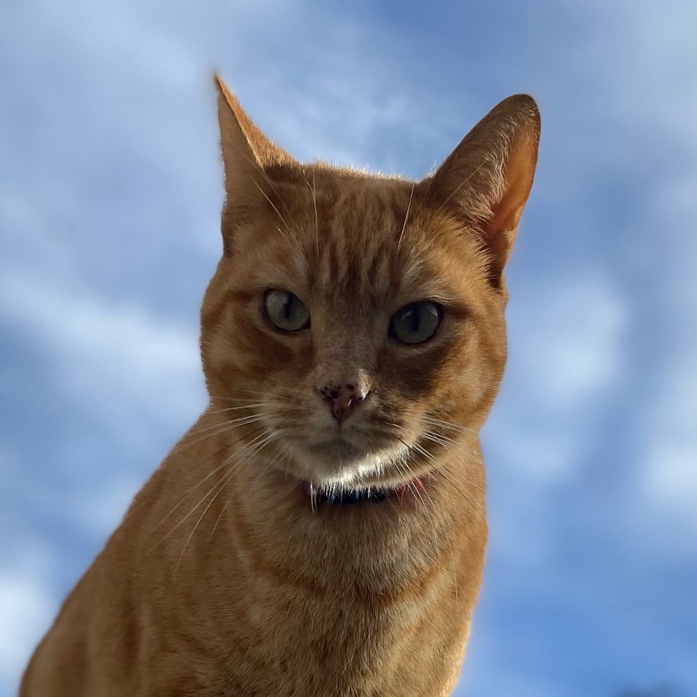 Gato laranja proletário 🚩 