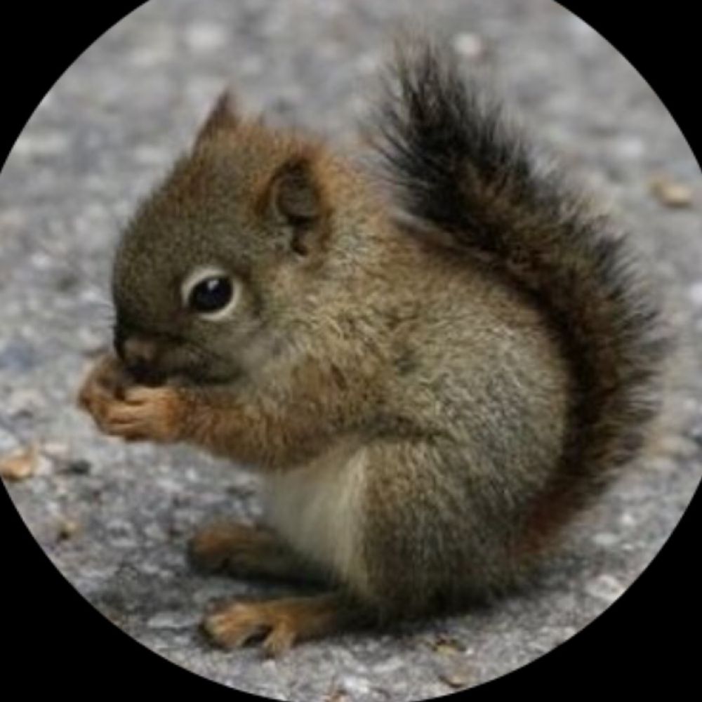 JPSquirrels