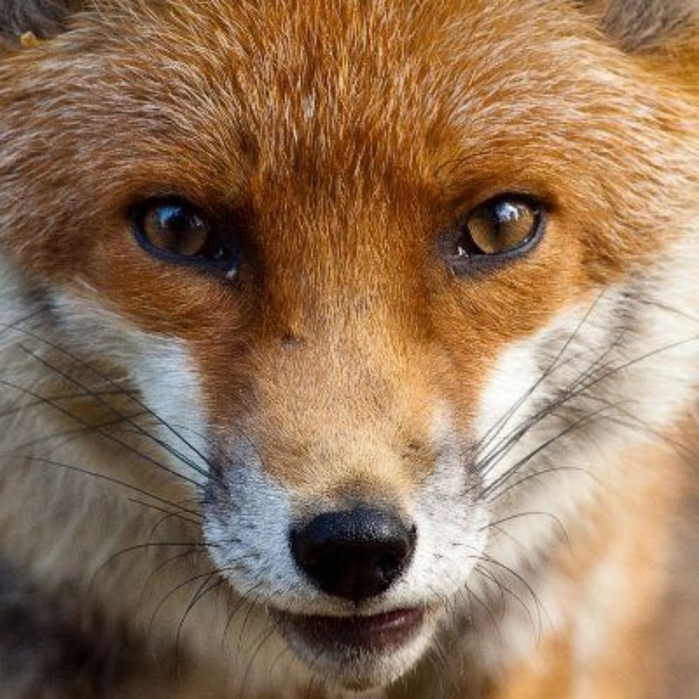 A Fox 🕯️