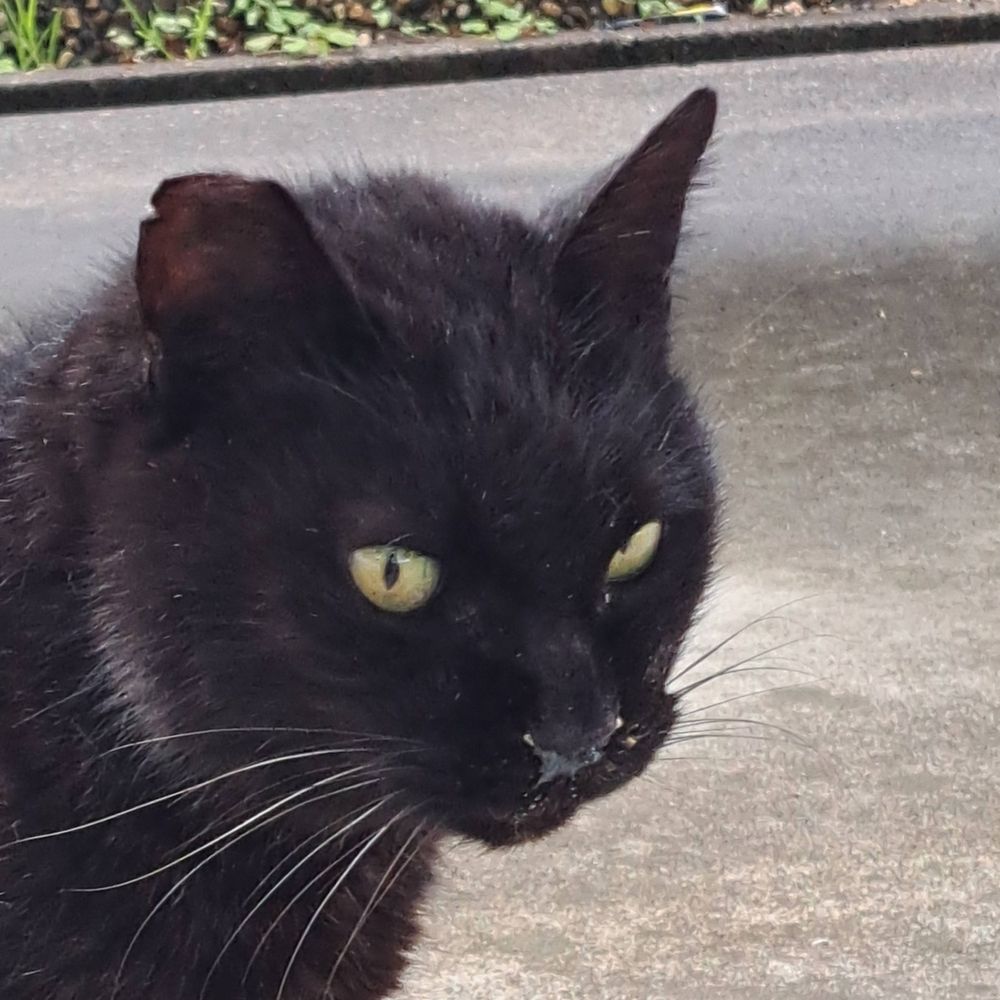 ねこ