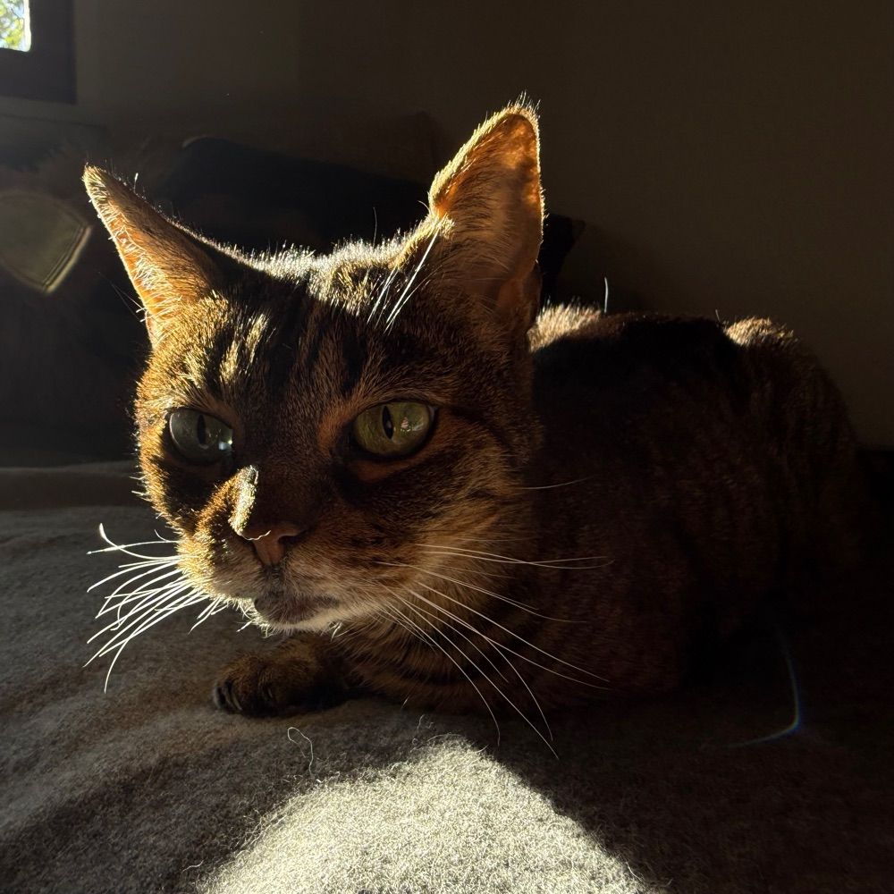 Anonymous Kitty