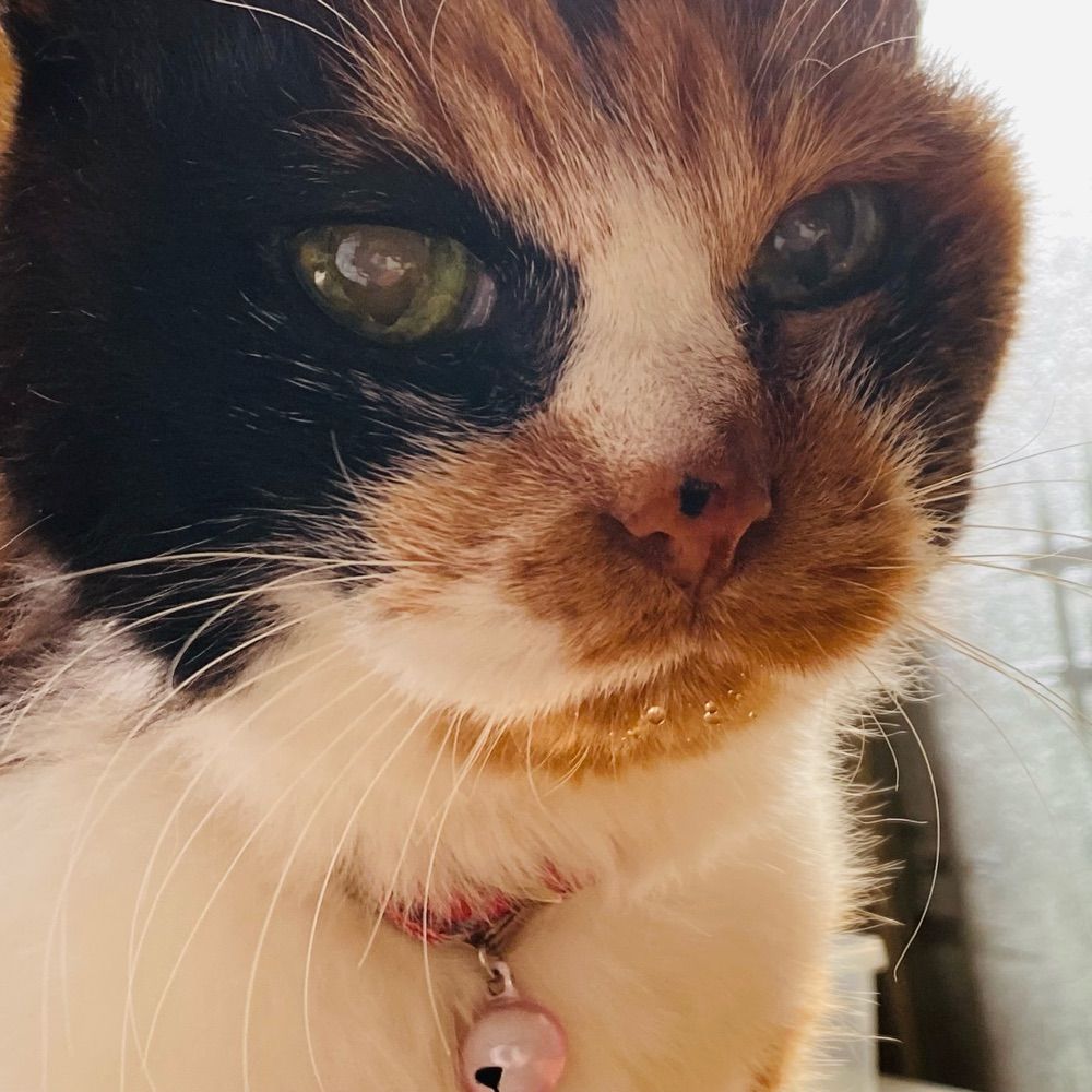 ねーこ