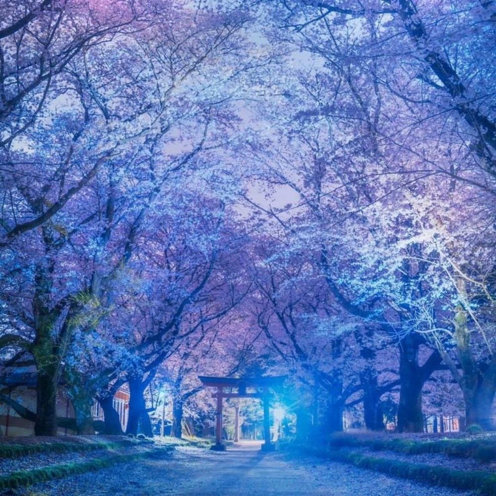 夜桜🪄🌟