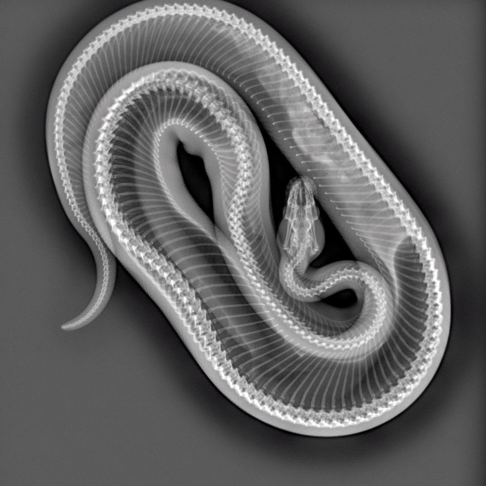 Exotic DVM