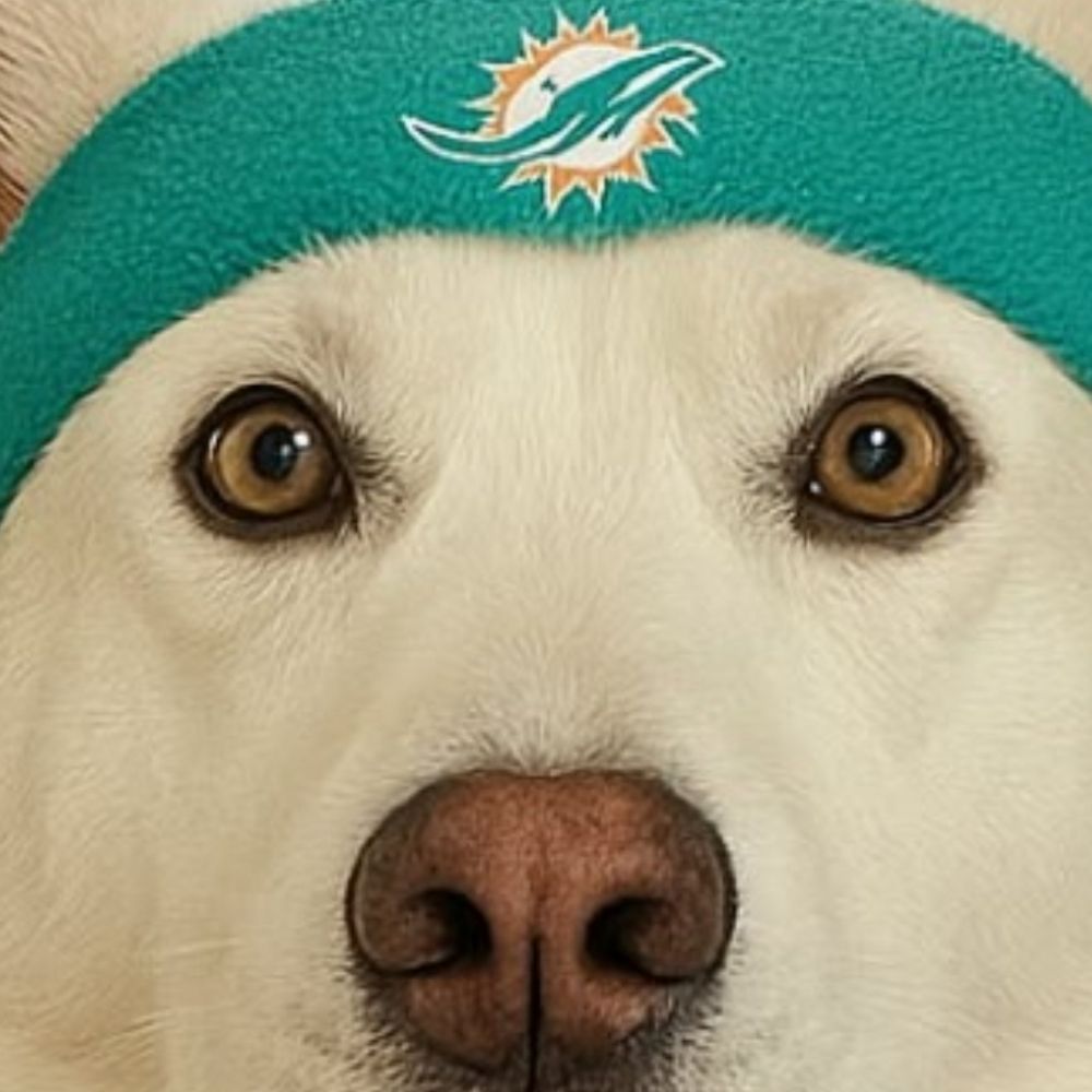 Phins&Wings
