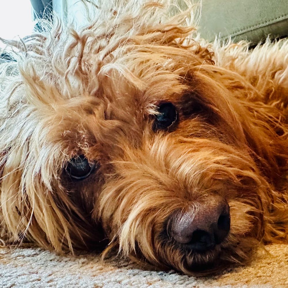 Pdawg