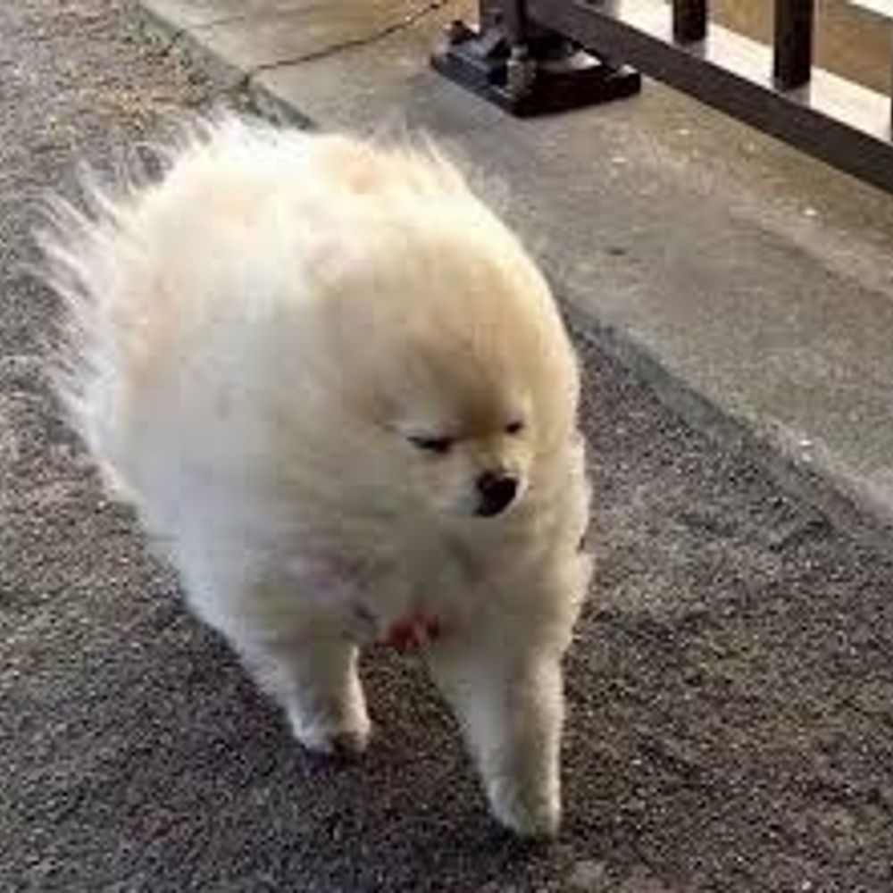 폭풍갱쥐