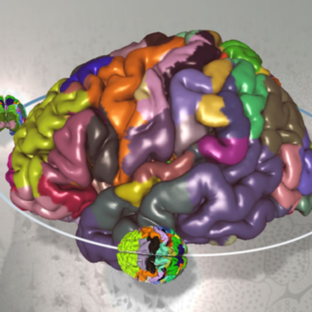 Institute of Structural and Functional Organization of the Brain