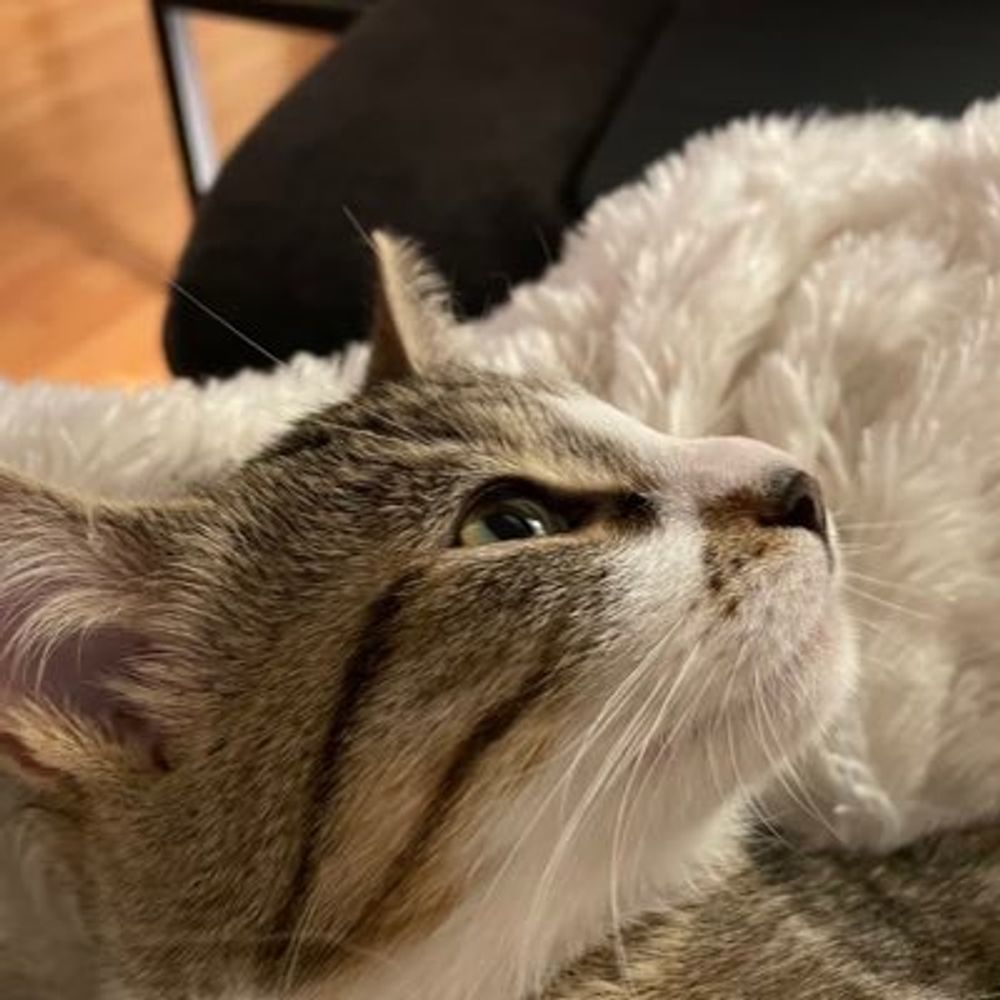 Lewni Cats 🐱