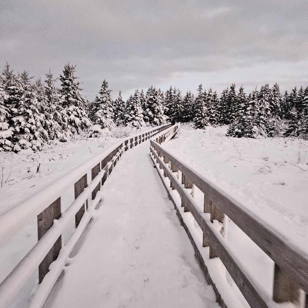 In The Northern Wood