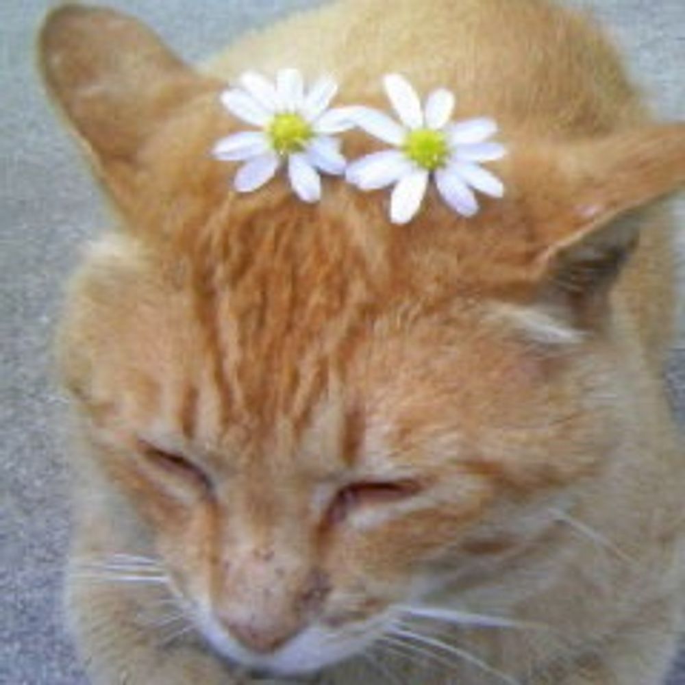 猫に夢（OKAZAKI Satoshi）