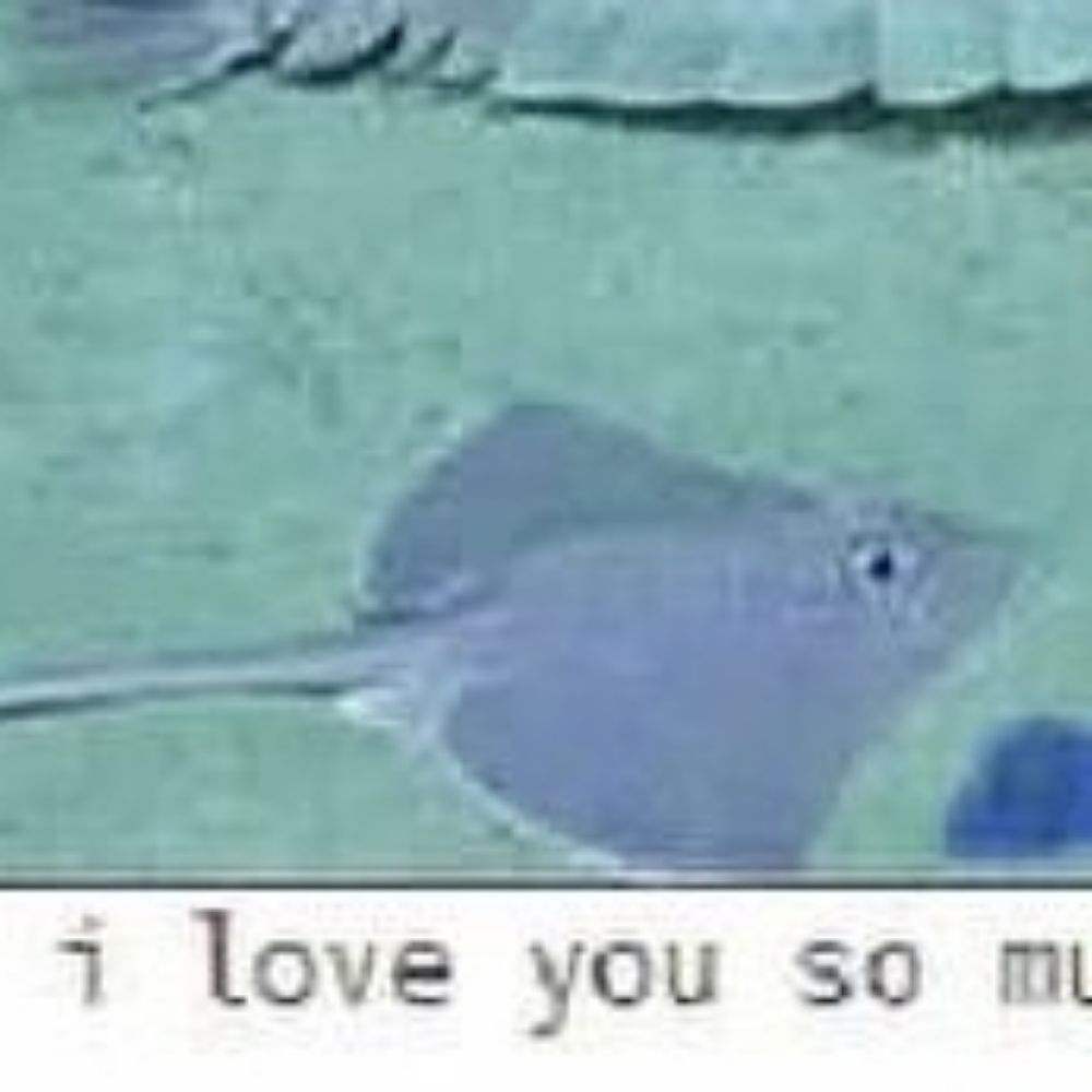 fishkitch