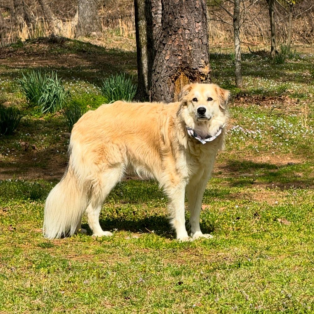 Charlie Goes Bork