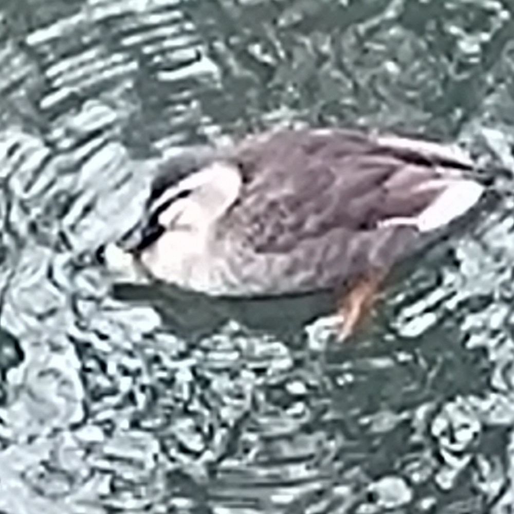 やまだ