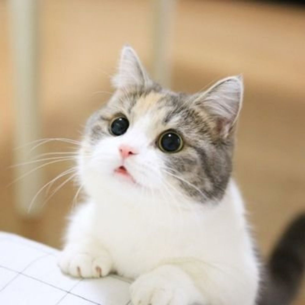 발정냥이