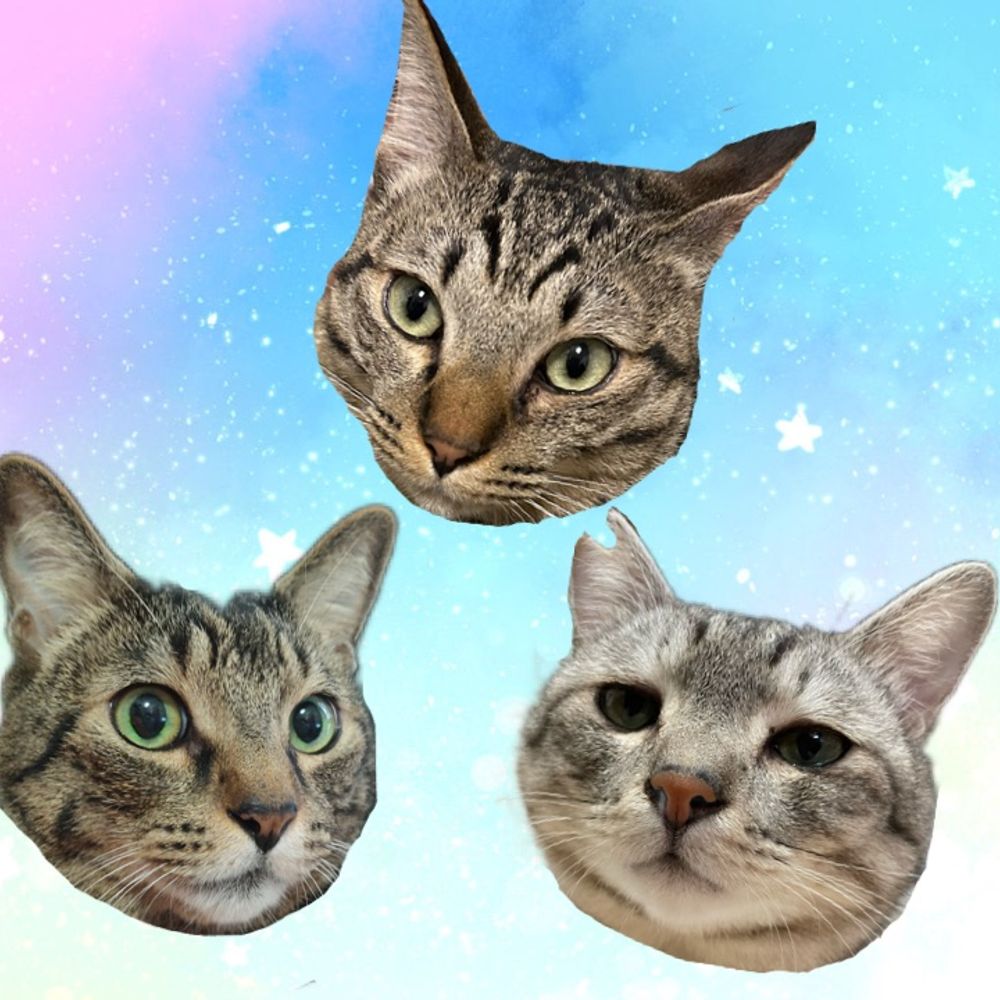 猫村千代